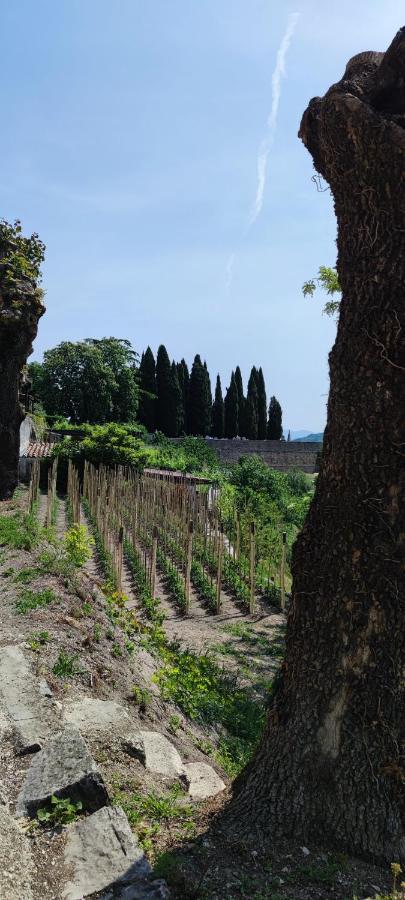 Villa Allegra Vižinada المظهر الخارجي الصورة